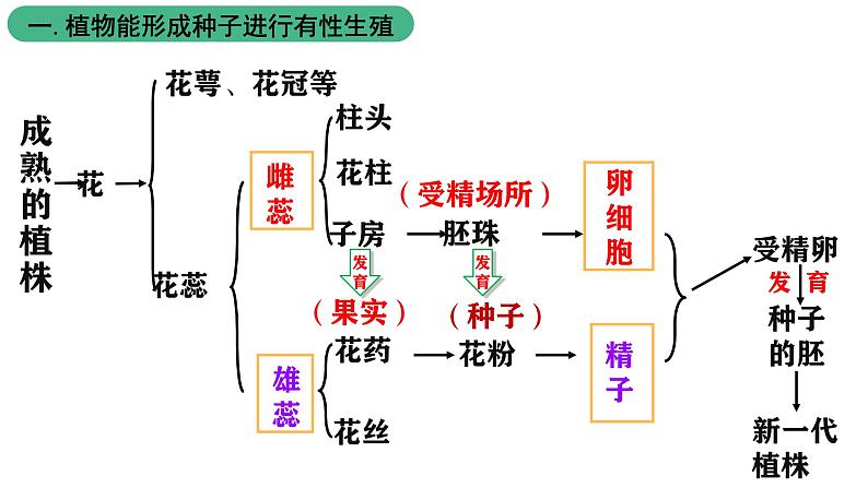 北师大版生物八上6.19.3《植物的生殖方式》课件05