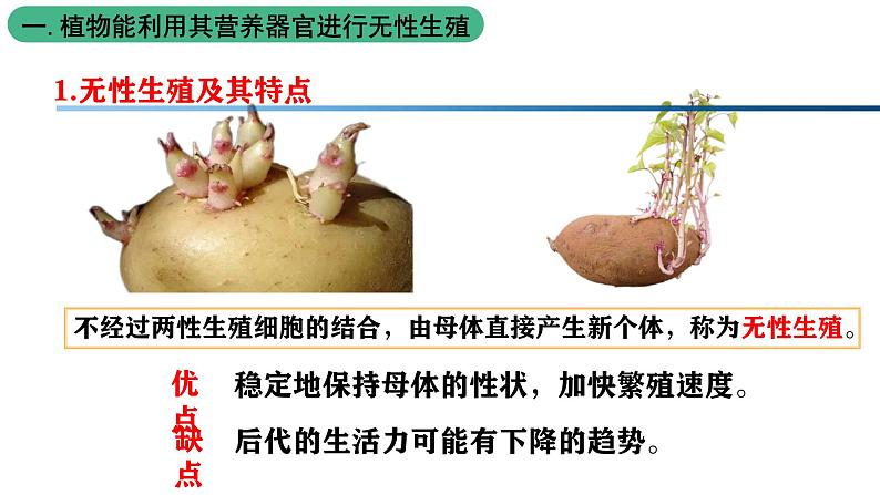 北师大版生物八上6.19.3《植物的生殖方式》课件07