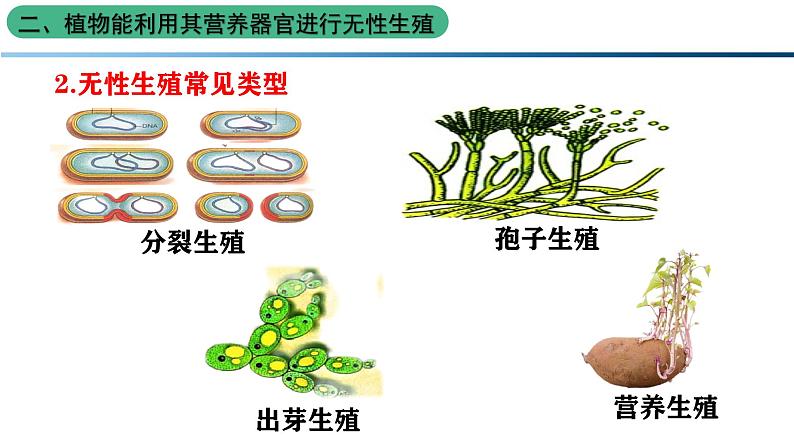 北师大版生物八上6.19.3《植物的生殖方式》课件08