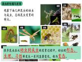 北师大版生物八上6.19.2《动物的生殖与发育》（第1课时）课件