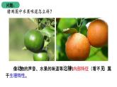 北师大版生物八上6.20.1《遗传和变异现象》课件