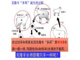 北师大版生物八上6.20.2 《性状遗传的物质基础》课件