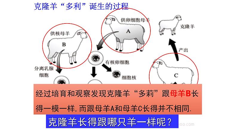 北师大版生物八上6.20.2 《性状遗传的物质基础》课件03