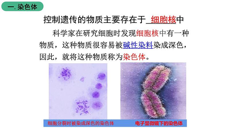 北师大版生物八上6.20.2 《性状遗传的物质基础》课件05