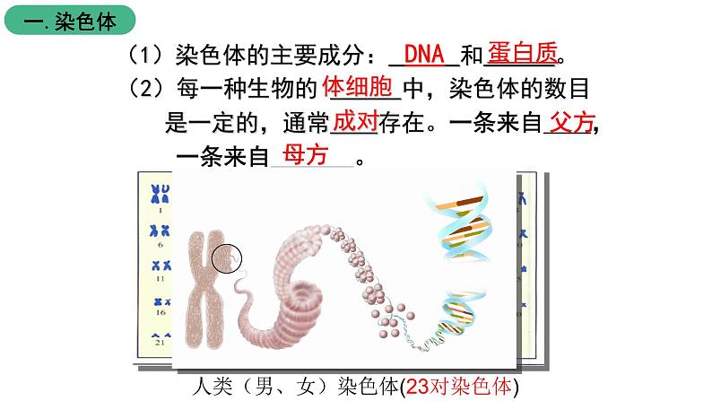 北师大版生物八上6.20.2 《性状遗传的物质基础》课件06