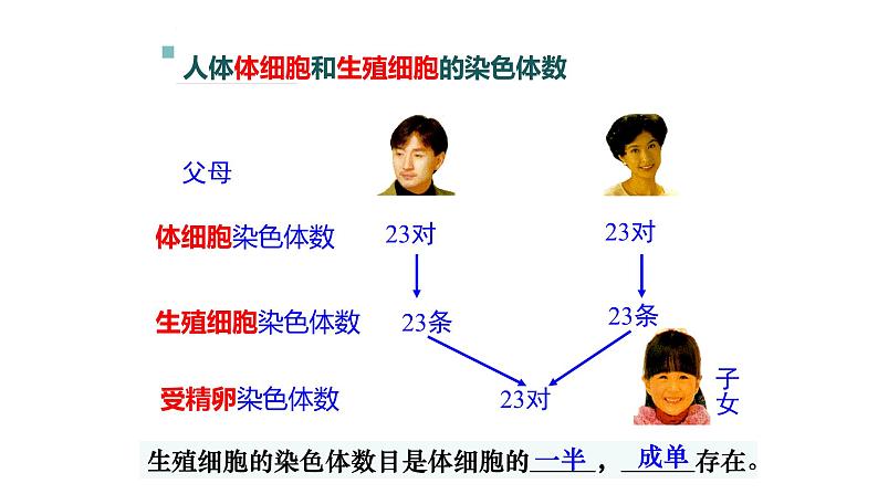 北师大版生物八上6.20.2 《性状遗传的物质基础》课件08