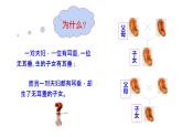 北师大版生物八上6.20.3《性状遗传有一定的规律性》课件