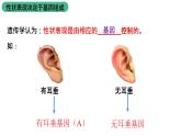 北师大版生物八上6.20.3《性状遗传有一定的规律性》课件