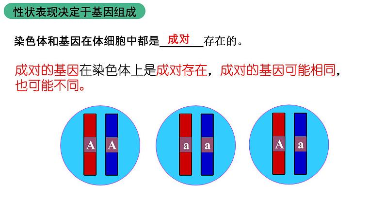 北师大版生物八上6.20.3《性状遗传有一定的规律性》课件06