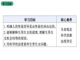 北师大版生物八上6.20.4 《性别和性别决定》课件