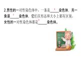 北师大版生物八上6.20.4 《性别和性别决定》课件