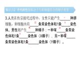 北师大版生物八上6.20.4 《性别和性别决定》课件