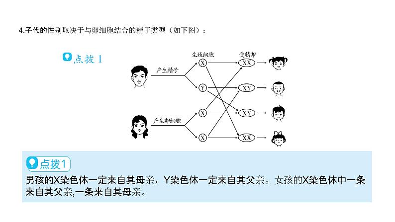 北师大版生物八上6.20.4 《性别和性别决定》课件06