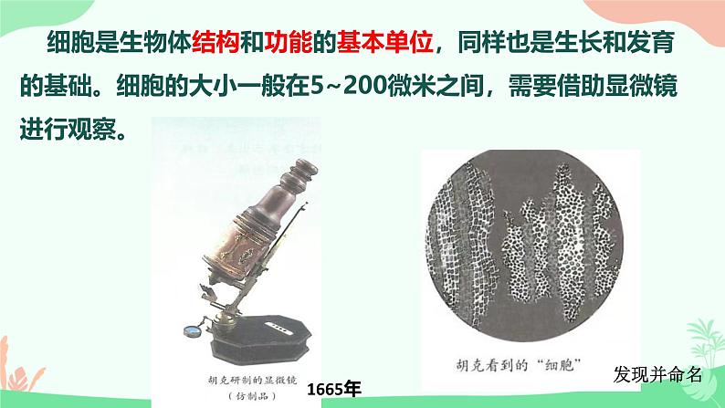 【核心素养】人教版初中生物七年级上册1.2.1《学习使用显微镜》课件＋教案（含教学反思）+学案04