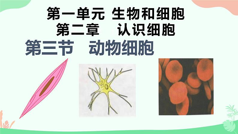 【核心素养】人教版初中生物七年级上册1.2.3《动物细胞》课件＋教案（含教学反思）+学案01