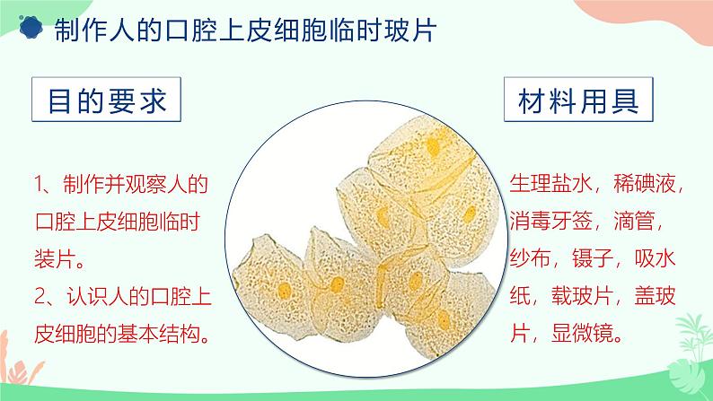 【核心素养】人教版初中生物七年级上册1.2.3《动物细胞》课件＋教案（含教学反思）+学案05