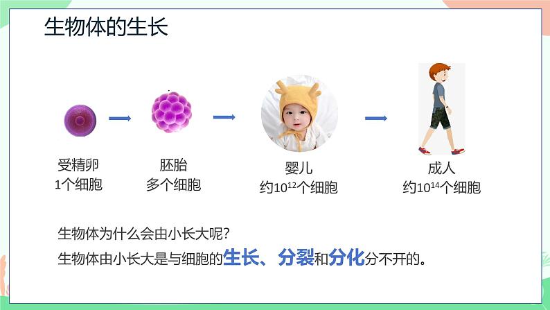 【核心素养】人教版初中生物七年级上册1.3.1《细胞通过分裂产生新细胞》课件＋教案（含教学反思）+学案04