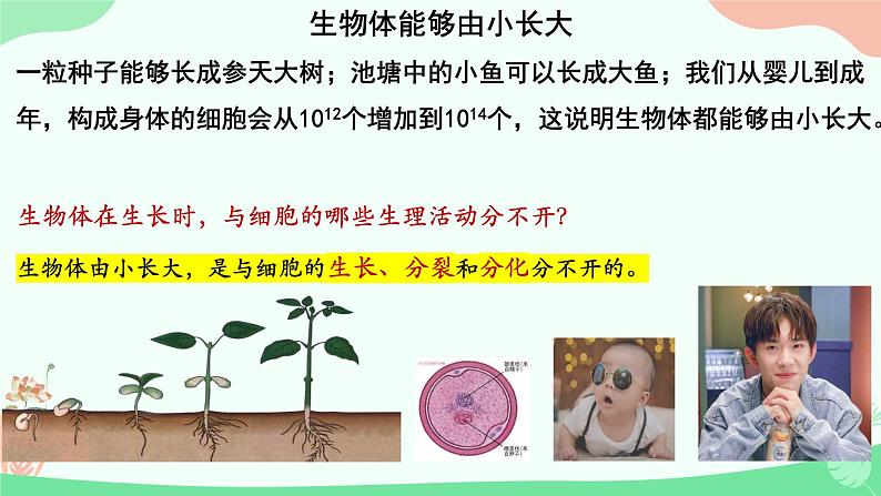 【核心素养】人教版初中生物七年级上册1.3.1《细胞通过分裂产生新细胞》课件＋教案（含教学反思）+学案05