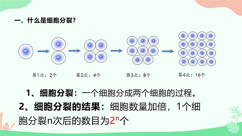 【核心素养】人教版初中生物七年级上册1.3.1《细胞通过分裂产生新细胞》课件＋教案（含教学反思）+学案06