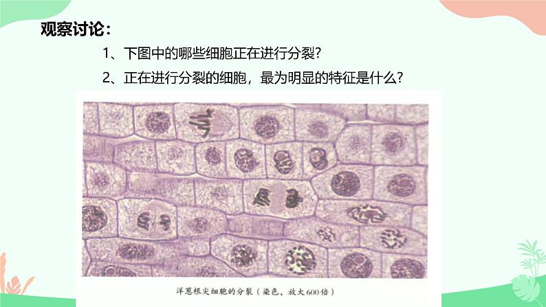 【核心素养】人教版初中生物七年级上册1.3.1《细胞通过分裂产生新细胞》课件＋教案（含教学反思）+学案07