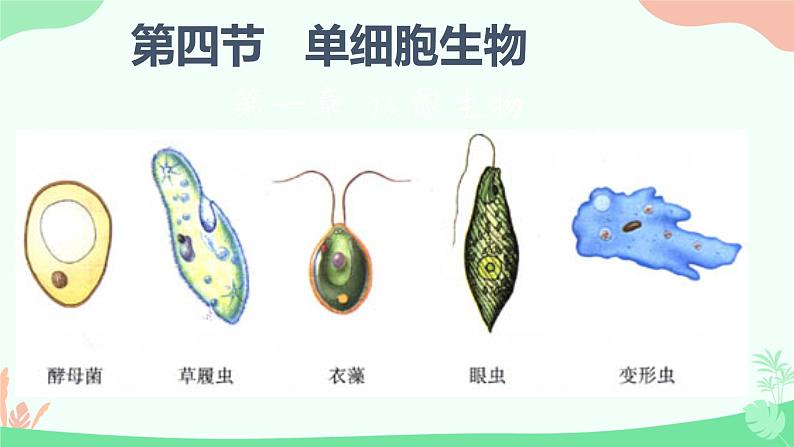 【核心素养】人教版初中生物七年级上册1.3.4《单细胞生物》课件＋教案（含教学反思）+学案01