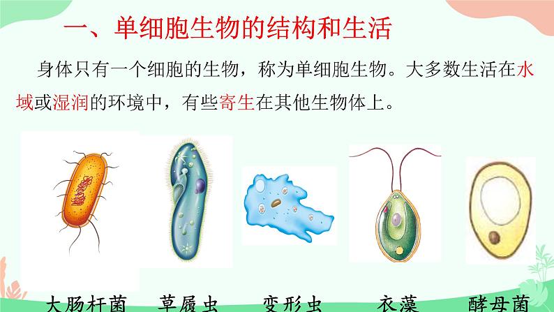 【核心素养】人教版初中生物七年级上册1.3.4《单细胞生物》课件＋教案（含教学反思）+学案04