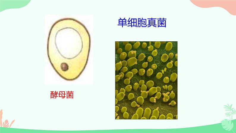 【核心素养】人教版初中生物七年级上册1.3.4《单细胞生物》课件＋教案（含教学反思）+学案06