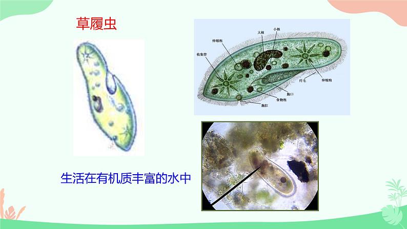 【核心素养】人教版初中生物七年级上册1.3.4《单细胞生物》课件＋教案（含教学反思）+学案07