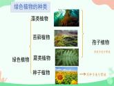 【核心素养】人教版初中生物七年级上册2.1.1《藻类、苔藓和蕨类》课件＋教案（含教学反思）+学案