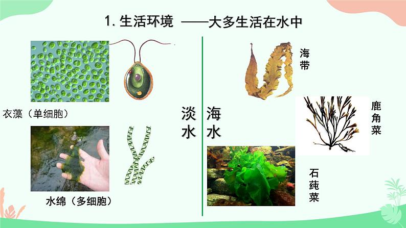 【核心素养】人教版初中生物七年级上册2.1.1《藻类、苔藓和蕨类》课件＋教案（含教学反思）+学案07