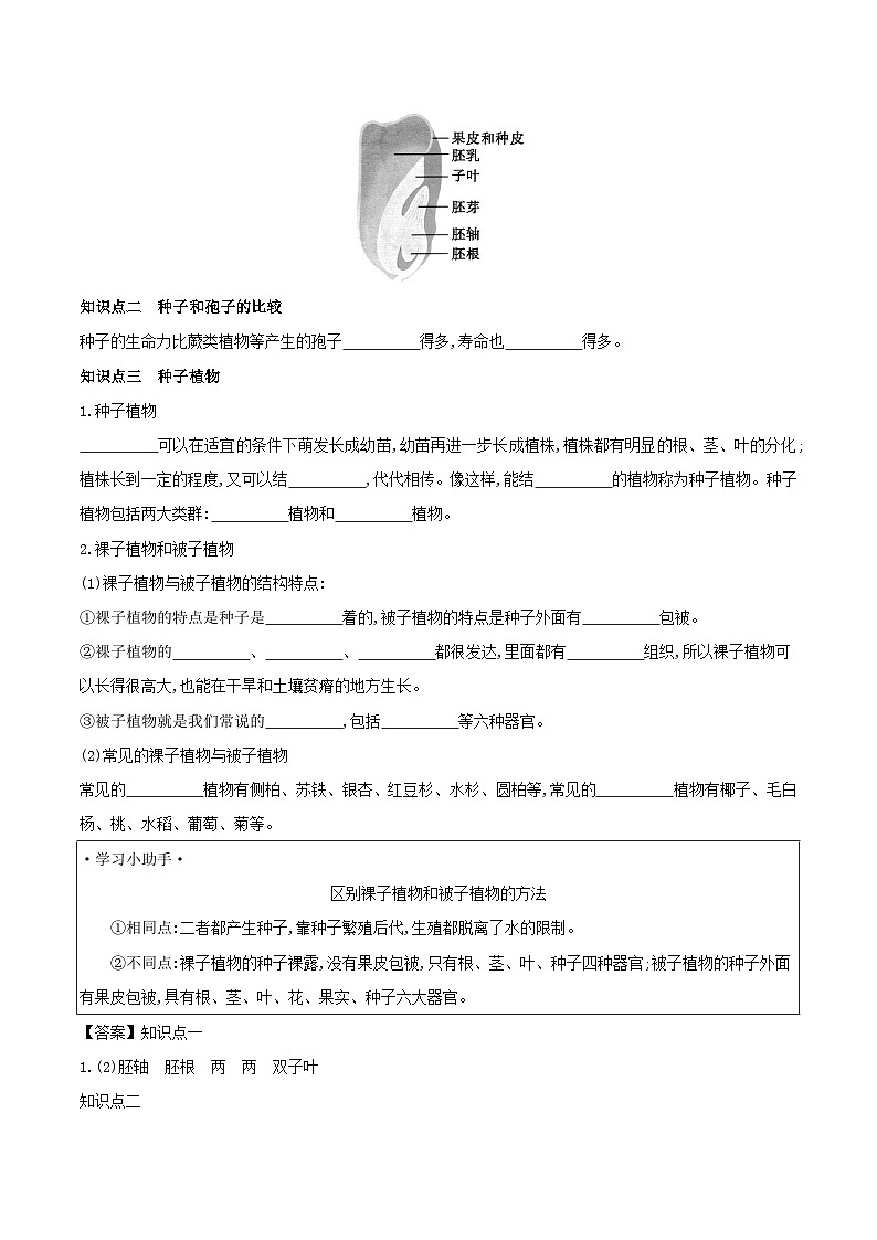2.1.2 种子植物 学案（含答案） -生物人教版七年级上册第2页