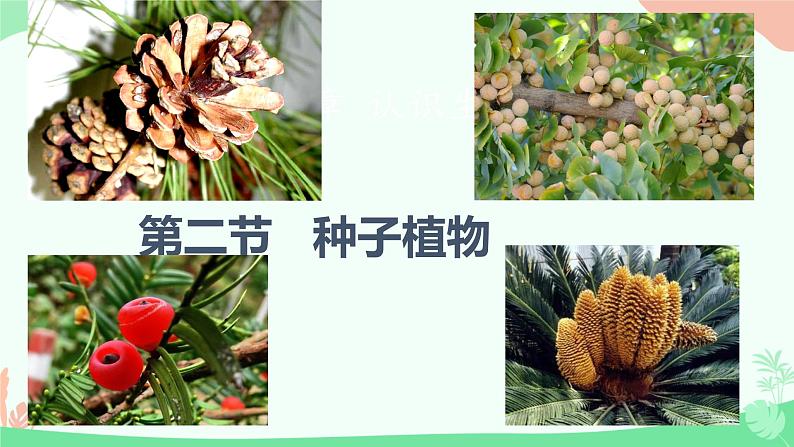 【核心素养】人教版初中生物七年级上册2.1.2《种子植物》课件第1页