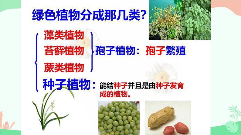 【核心素养】人教版初中生物七年级上册2.1.2《种子植物》课件第4页