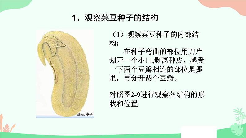 【核心素养】人教版初中生物七年级上册2.1.2《种子植物》课件第7页