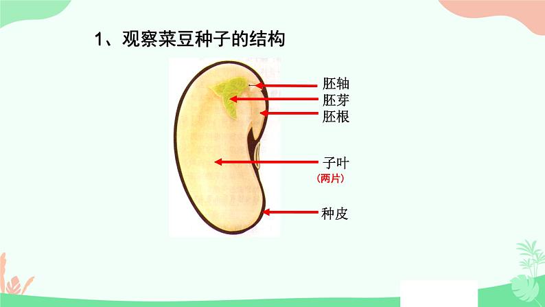 【核心素养】人教版初中生物七年级上册2.1.2《种子植物》课件第8页