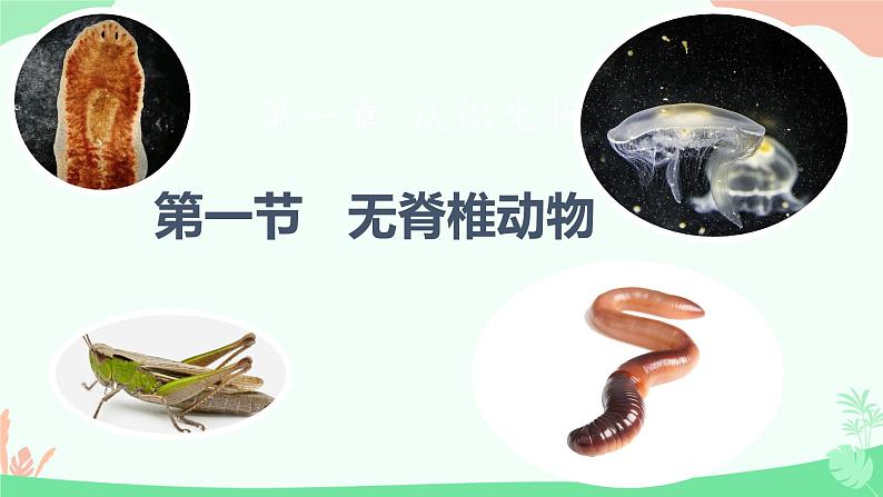 【核心素养】人教版初中生物七年级上册2.2.1《无脊椎动物》课件＋教案（含教学反思）+学案01