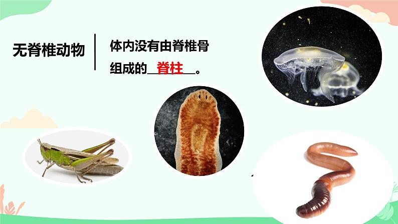 【核心素养】人教版初中生物七年级上册2.2.1《无脊椎动物》课件＋教案（含教学反思）+学案05