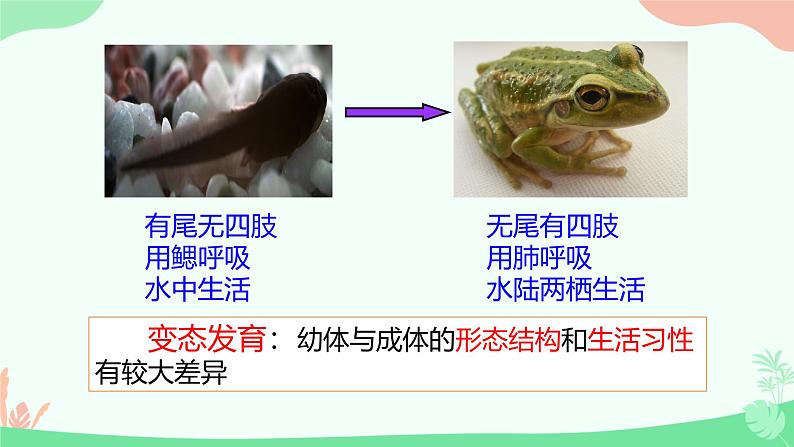 【核心素养】人教版初中生物七年级上册2.2.2.2《两栖动物和爬行动物》课件＋教案（含教学反思）+学案05