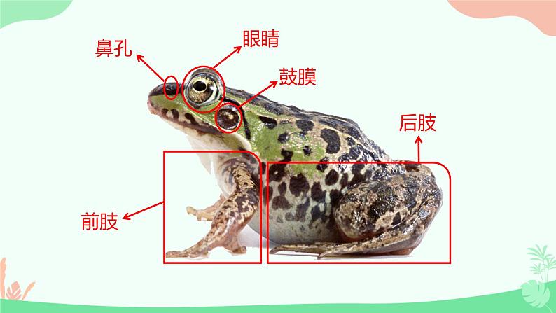 【核心素养】人教版初中生物七年级上册2.2.2.2《两栖动物和爬行动物》课件＋教案（含教学反思）+学案06