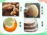 【核心素养】人教版初中生物七年级上册2.3.3《真菌》课件＋教案（含教学反思）+学案