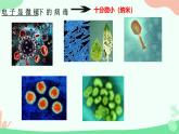 【核心素养】人教版初中生物七年级上册2.3.4《病毒》课件＋教案（含教学反思）+学案