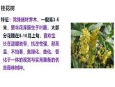 蘇教版生物七上1.1.1《我們周圍的生物-認(rèn)識(shí)校園植物》課件