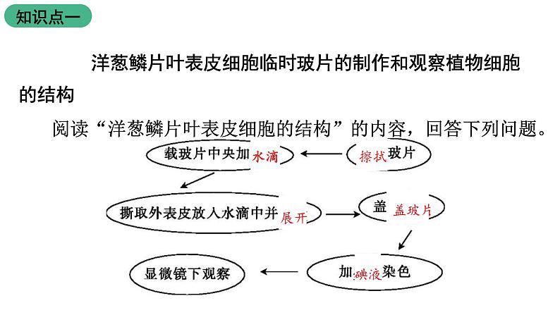 苏教版生物七上2.3.1《植物细胞的结构与功能》课件第4页