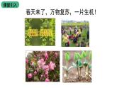 苏教版生物七上3.5.1《植物种子的萌发》课件