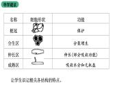 苏教版生物七上3.5.2《植物根的生长》课件