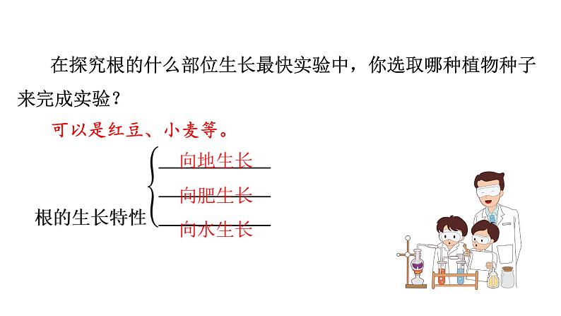 苏教版生物七上3.5.2《植物根的生长》课件06
