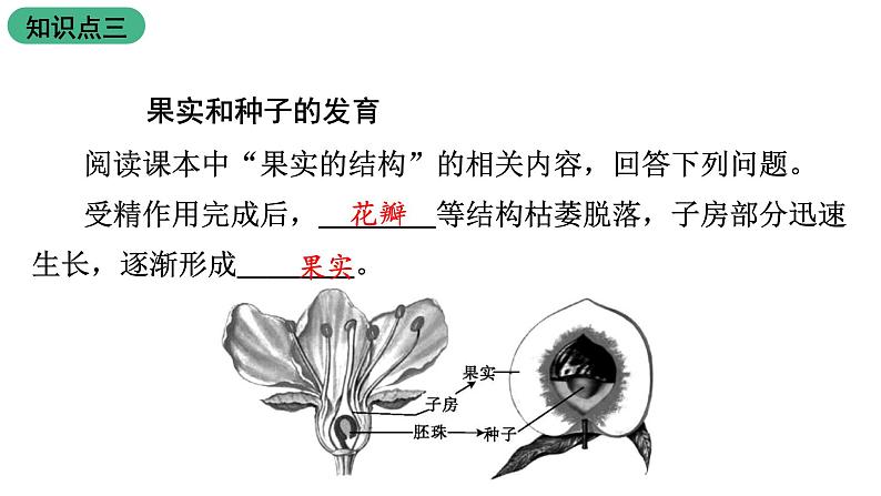 苏教版生物七上3.5.5《植物的开花和结果》课件08