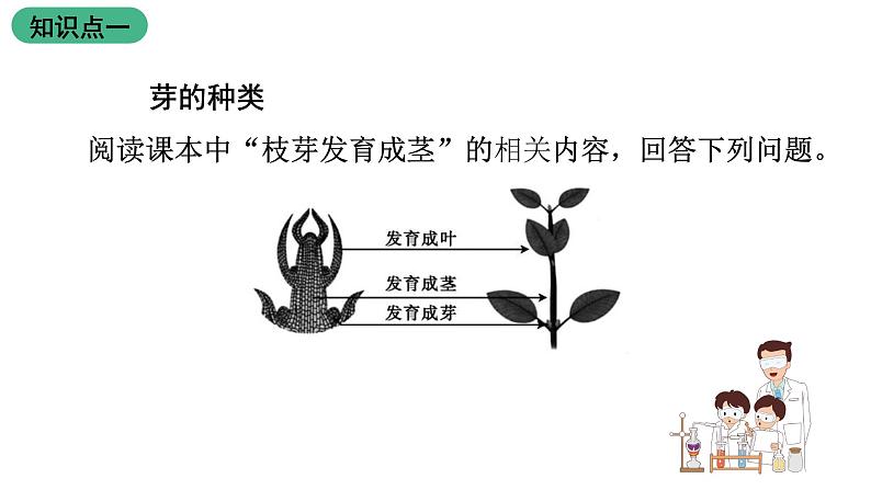 苏教版生物七上3.5.4《植物茎的输导功能》第1课时 课件第3页