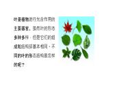 苏教版生物七上3.6.2《植物光合作用的场所》课件