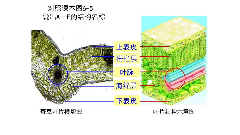 苏教版生物七上3.6.2《植物光合作用的场所》课件07